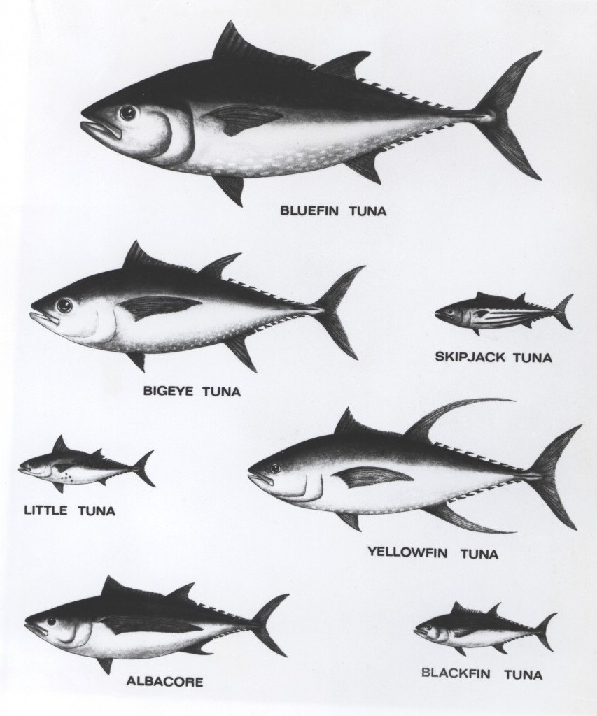 Tuna Clothing Size Chart